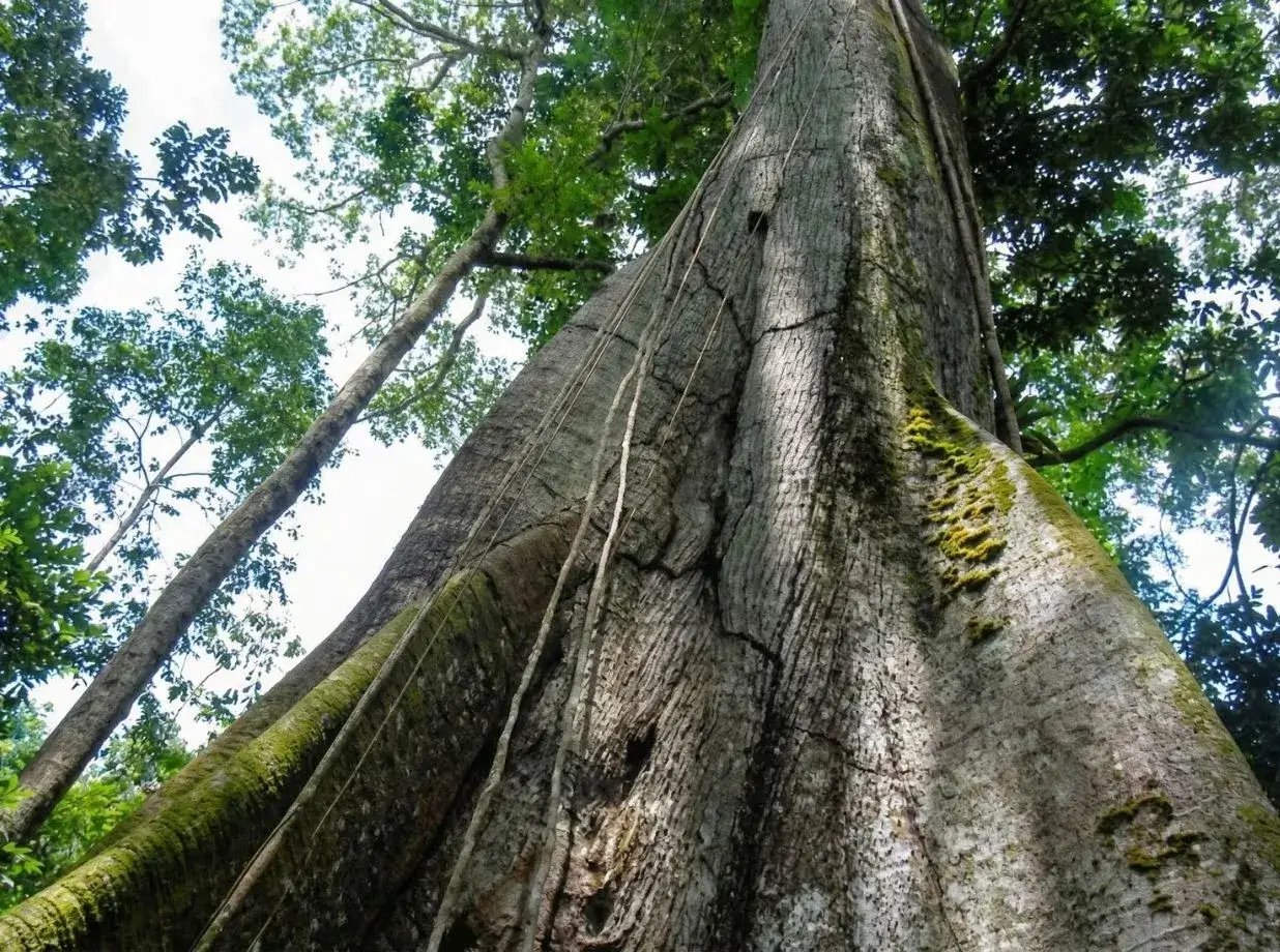 La Ceiba: Por qué el gigante del Amazonas inspira mi joyería